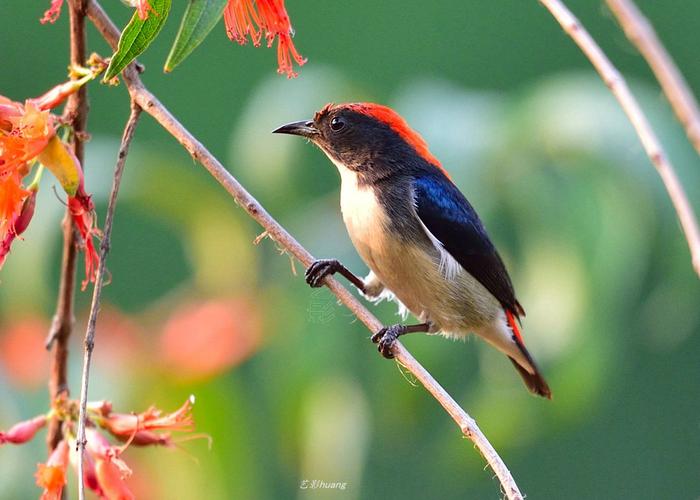 【突破EA一次成交一单】本策略强调低频率 高确定性的交易 适合追求稳定盈利的交易者！-外汇EA资源网